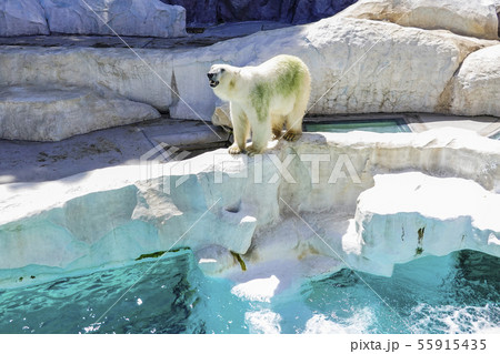 水辺のシロクマ 55915435