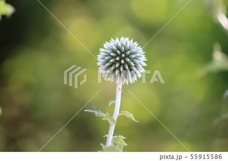 スターフロスト 55915586