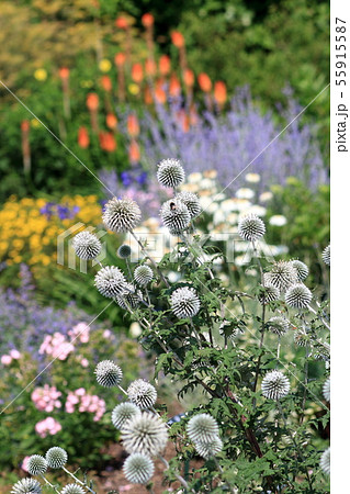 スターフロスト スターフロスト 55915587