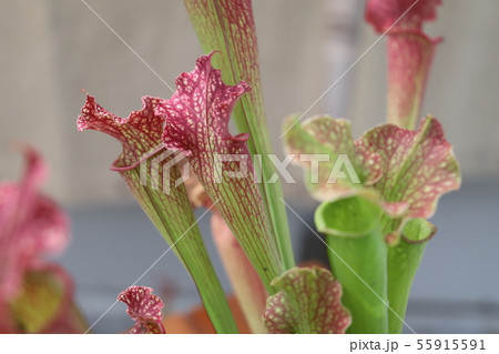 サラセニア 食虫植物 サラセニア 食虫植物 55915591