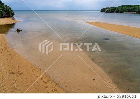 沖縄　石垣島　吹通川の河口　海　マングローブ群落 55915651