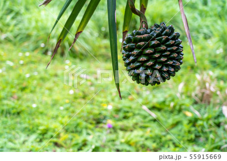 沖縄 石垣島 アダンの実 集合果 沖縄 石垣島 アダンの実 集合果 55915669