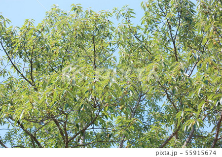 クヌギドングリの実 55915674