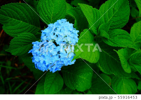 紫陽花 紫陽花 55916453