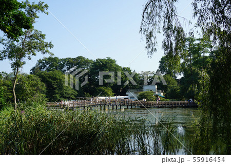 井の頭公園　お茶の水池（井の頭池）と七井橋 55916454