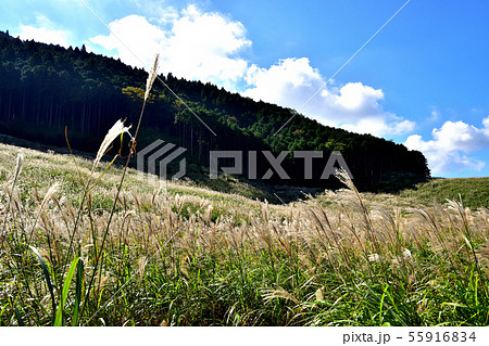 箱根仙石原すすき草原 55916834