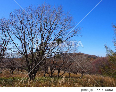 霧ヶ峰 ヤドリギ 霧ヶ峰 ヤドリギ 55916868