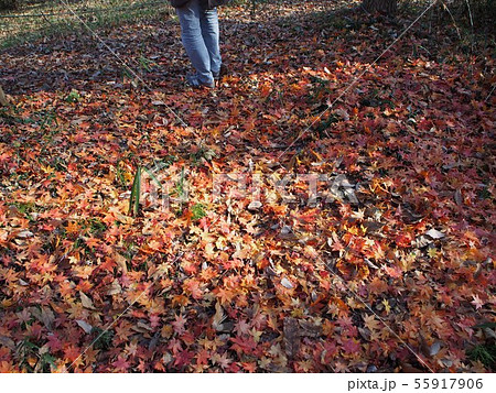 落ち葉 55917906