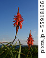 アロエの花 55918166