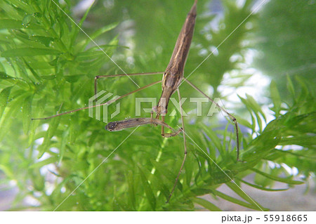 ミズカマキリ 55918665