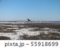 雪原に飛ぶ鷹 55918699