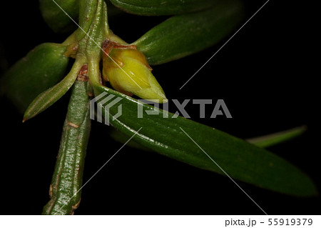 自然 植物 カヤ、四月初めの冬芽(花芽)。茶色の芽鱗が割れて黄緑色の芽が出ています 自然 植物 カヤ、四月初めの冬芽(花芽)。茶色の芽鱗が割れて黄緑色の芽が出ています 55919379
