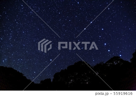 森の北斗七星 森の北斗七星 55919616