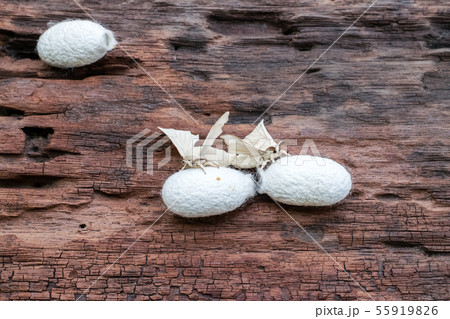 Silk Moth on Silk Cocoon 55919826