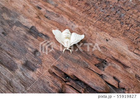Silk Moth on Silk Cocoon Silk Moth on Silk Cocoon 55919827