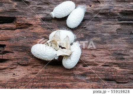 Silk Moth on Silk Cocoon Silk Moth on Silk Cocoon 55919828