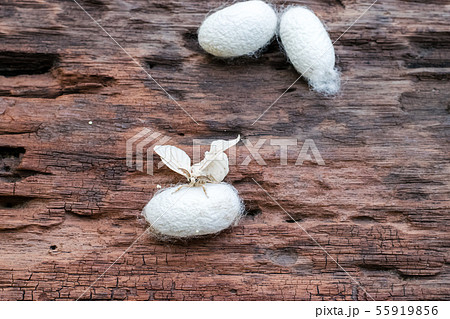 Silk Moth on Silk Cocoon Silk Moth on Silk Cocoon 55919856