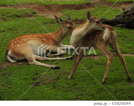 若草山　鹿 55920044