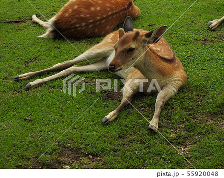若草山 鹿 若草山 鹿 55920048