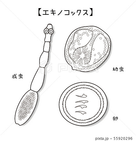 絵 「カラフルな寄生虫」 Utagawa Kuniyoshi（歌川国芳） 歌川国芳「坂田怪童丸