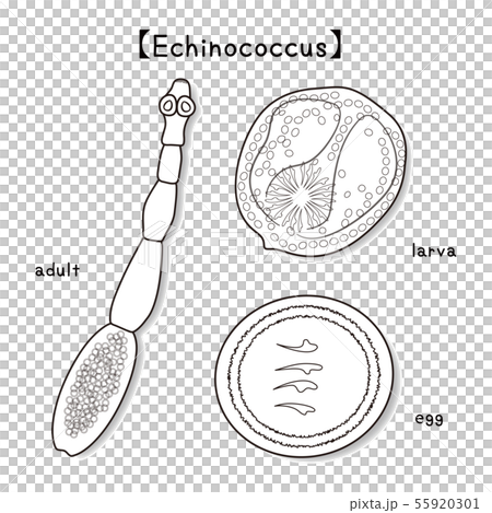 Parasite Echinococcus Echinococcus adult larva egg vector illustration 55920301
