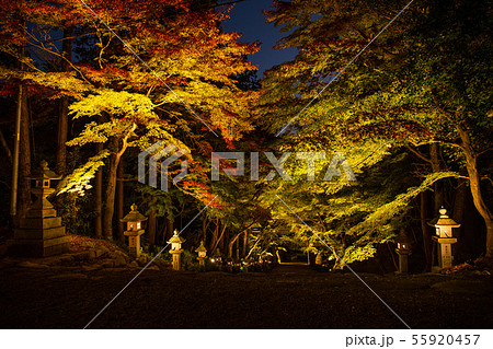 秋の滋賀多賀 胡宮神社 紅葉ライトアップ 秋の滋賀多賀 胡宮神社 紅葉ライトアップ 55920457