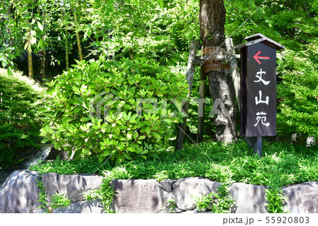 丈山苑　青もみじ　緑色の世界 55920803