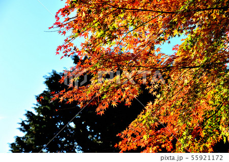 箱根仙石原紅葉するもみじ 55921172