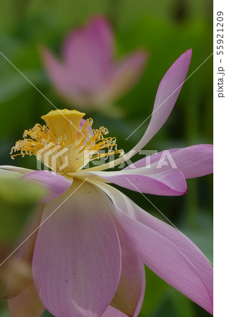 蓮の花 蓮の花 55921209