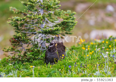 Blue Grouse Blue Grouse 55921363