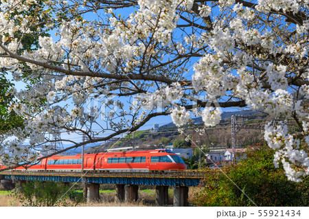 満開の桜とロマンスカー 55921434