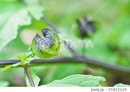 薄紫色のオオセンナリの花 薄紫色のオオセンナリの花 55922124