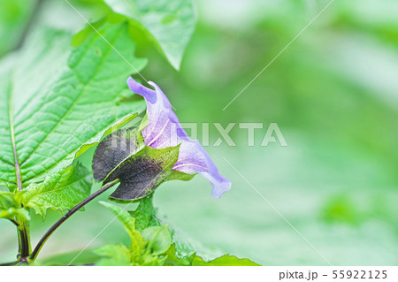 薄紫色のオオセンナリの花 薄紫色のオオセンナリの花 55922125