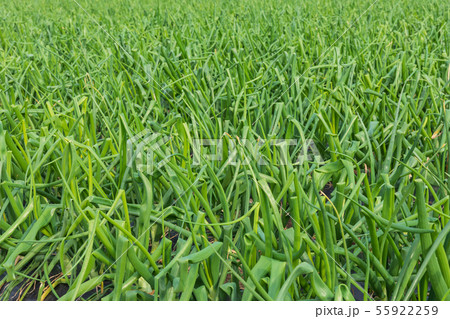長崎_雲仙の棚田 長崎_雲仙の棚田 55922259