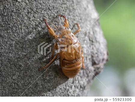 セミの脱け殻 55923300