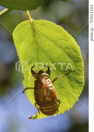 セミの脱け殻 55923303