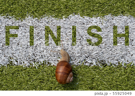 Snail crosses the finish line 55925049