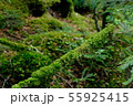 苔の森 55925415