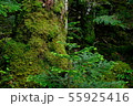 苔の森 55925416