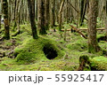 苔の森 55925417