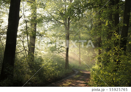 Dirt road trough the spring forest during sunrise 55925765