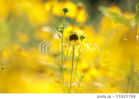 Cutleaf Coneflower - Rudbeckia laciniata Cutleaf Coneflower - Rudbeckia laciniata 55925768