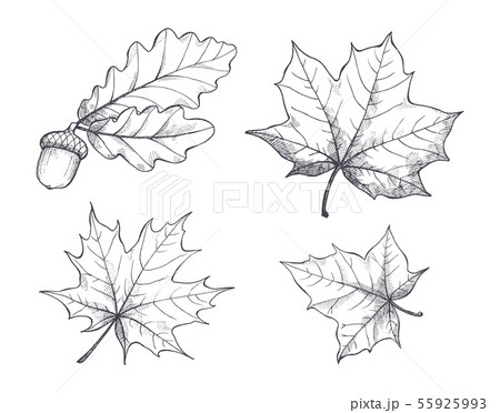 Maple Leaves Monochrome Sketches Isolated Vectorのイラスト素材