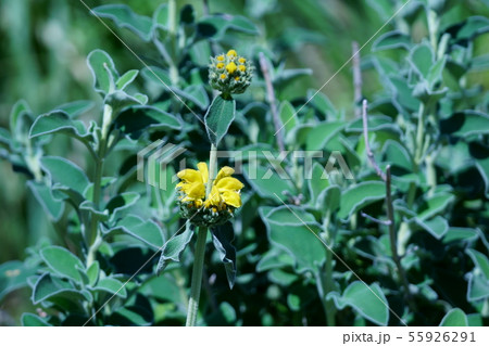 エルサレムセージ 花言葉は 前向きな心 の写真素材