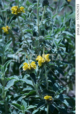 エルサレムセージ 花言葉は 前向きな心 の写真素材