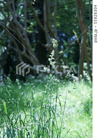 鴨茅 かもがや オーチャードグラスと呼ばれる牧草です。 鴨茅 かもがや オーチャードグラスと呼ばれる牧草です。 55926304