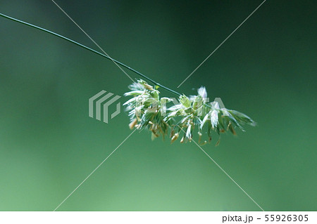 鴨茅　かもがや　オーチャードグラスと呼ばれる牧草です。 55926305