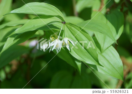 稚児百合　チゴユリ　花言葉は「恥ずかしがりや」 55926321