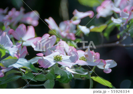花水木 花言葉は「華やかな恋」 花水木 花言葉は「華やかな恋」 55926334