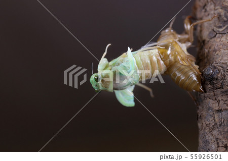 ヒグラシの羽化 55926501